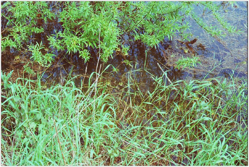 KleinSeelheim80er_Ziegelei_tongrubefroesche